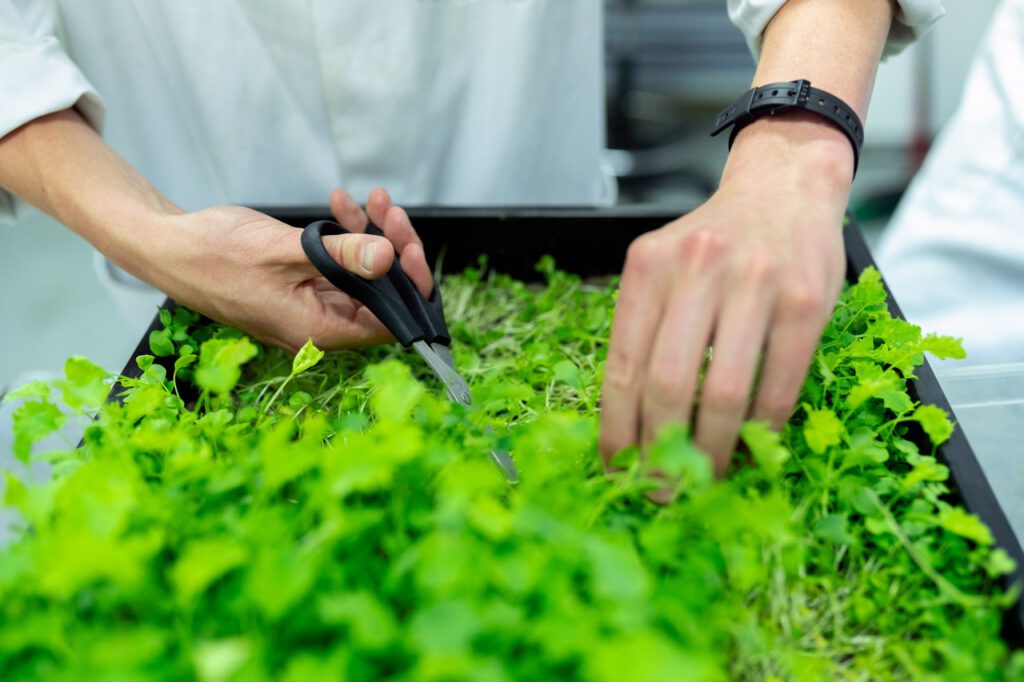 Tiny herb garden which is just ideal for small gardens