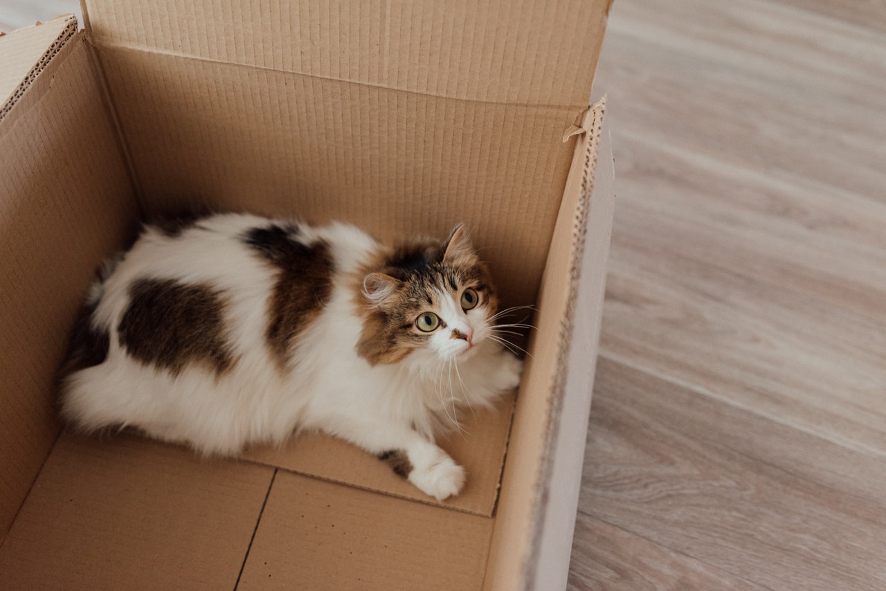 Box as a litter box for a cat with cat in it