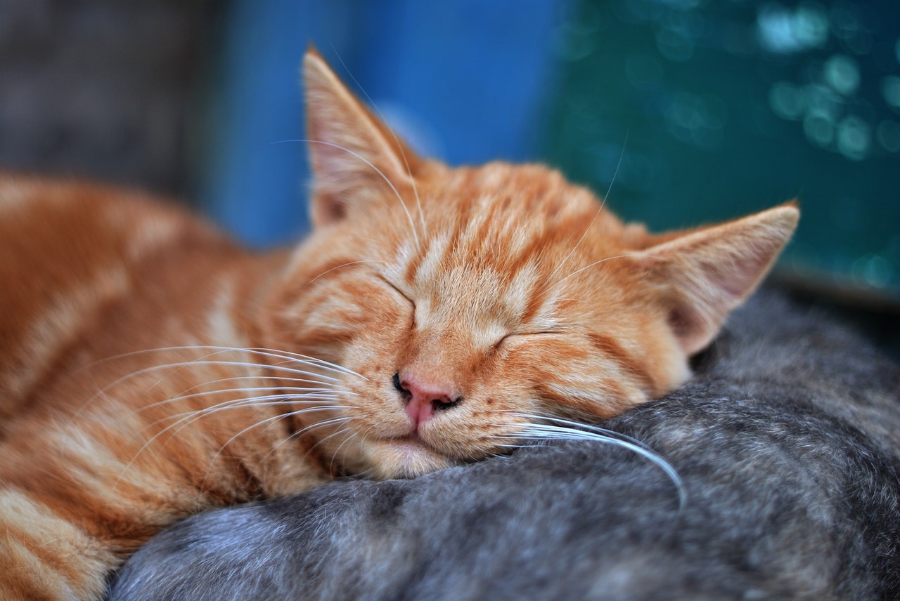 Sleeping cat on a bed right after using litter box