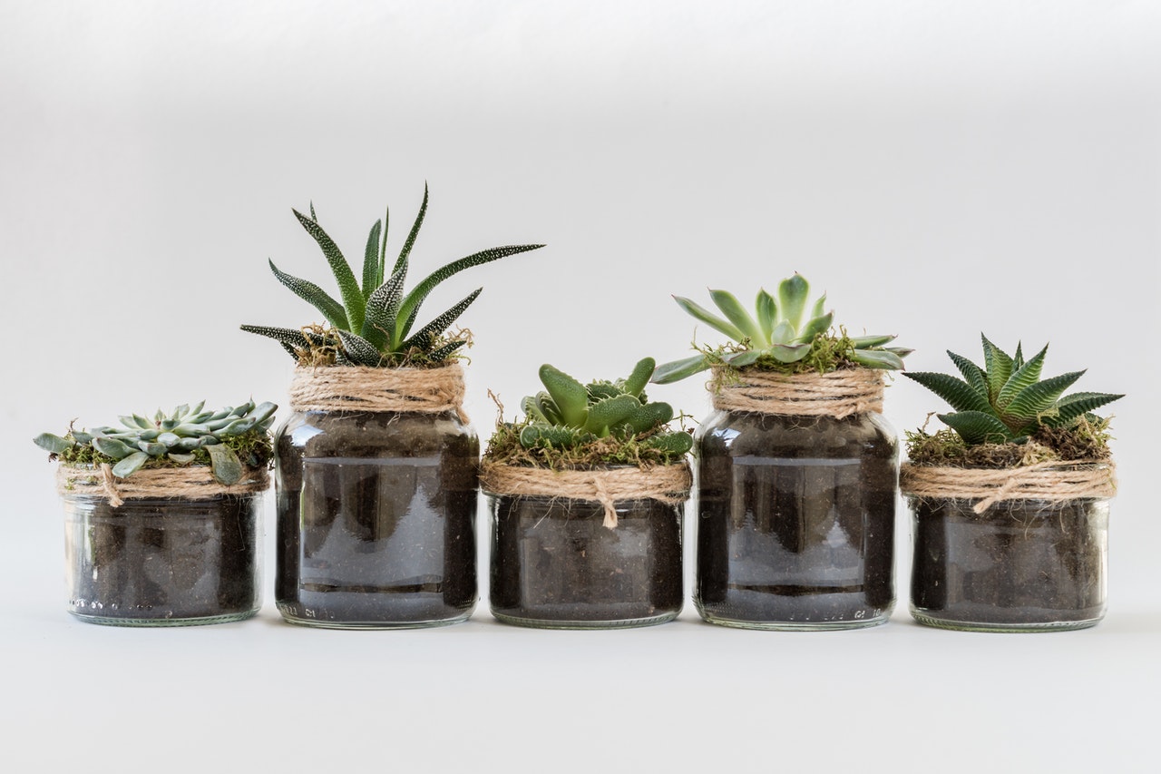 Lovely looking succulentrs in jars